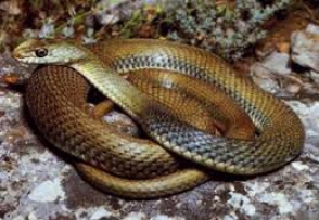 Բրազիլացի փոքրիկը կծելով սպանել է բակում գտած թունավոր օձին